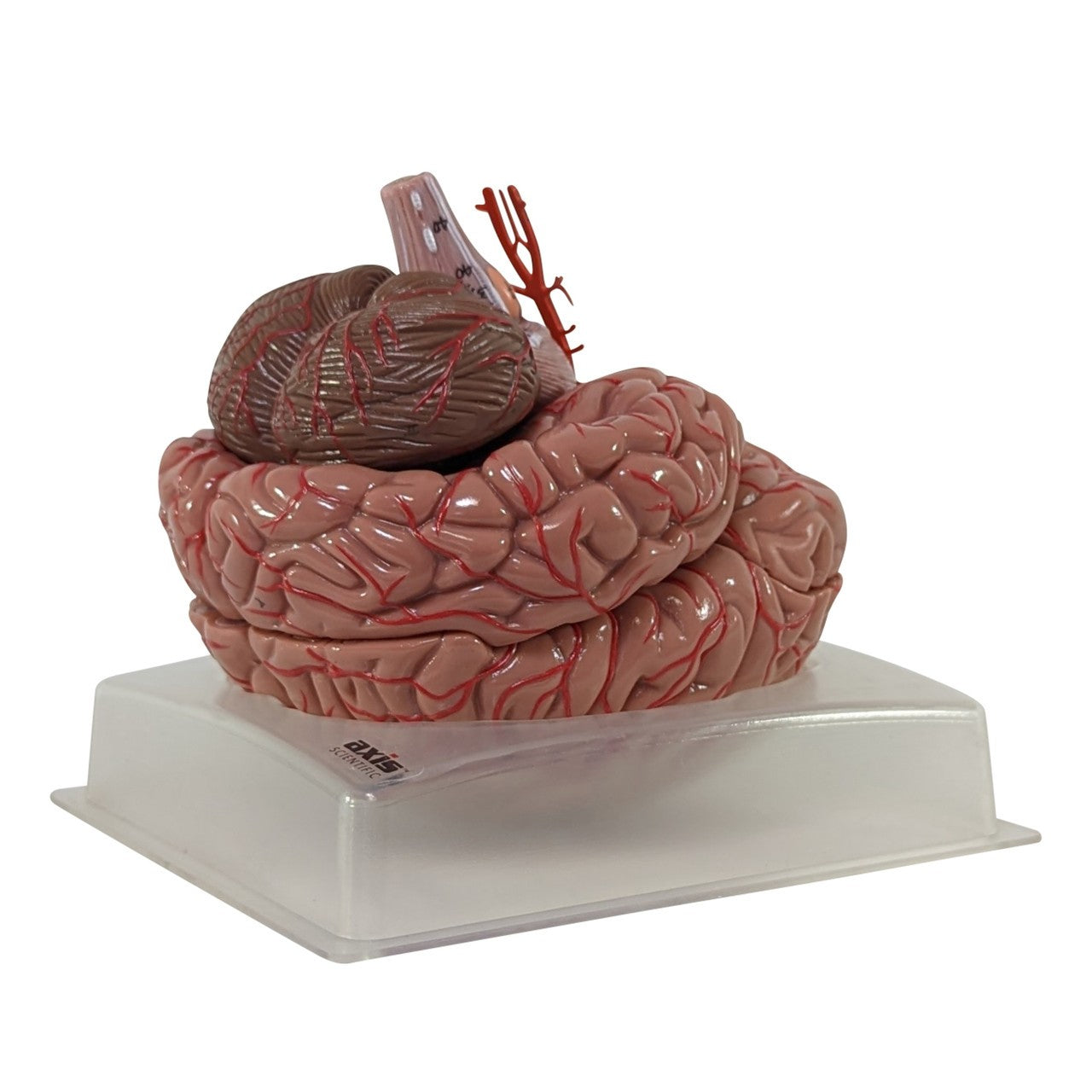 The Anatomy Lab-A-104277 Axis Scientific 9-Part Deluxe Human Brain with Arteries