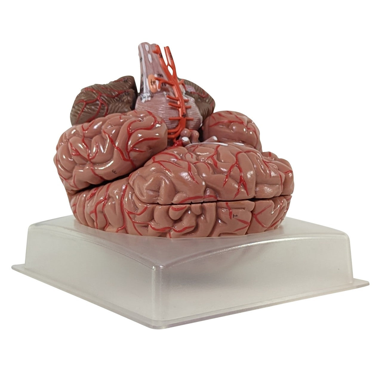 The Anatomy Lab-A-104277 Axis Scientific 9-Part Deluxe Human Brain with Arteries
