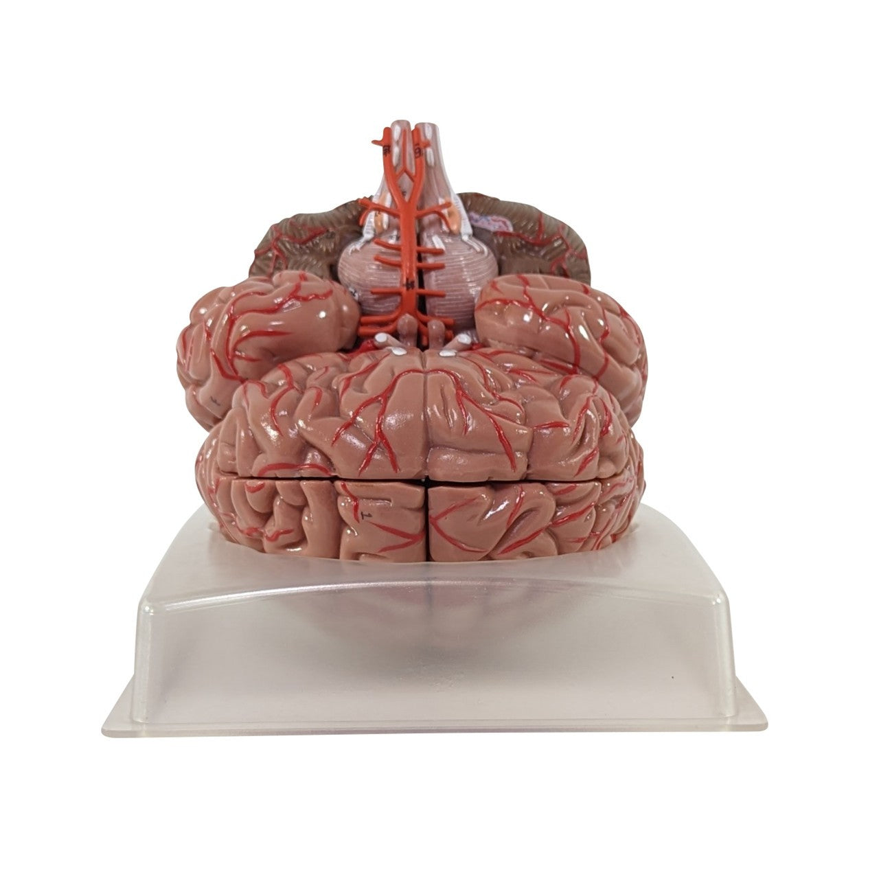 The Anatomy Lab-A-104277 Axis Scientific 9-Part Deluxe Human Brain with Arteries