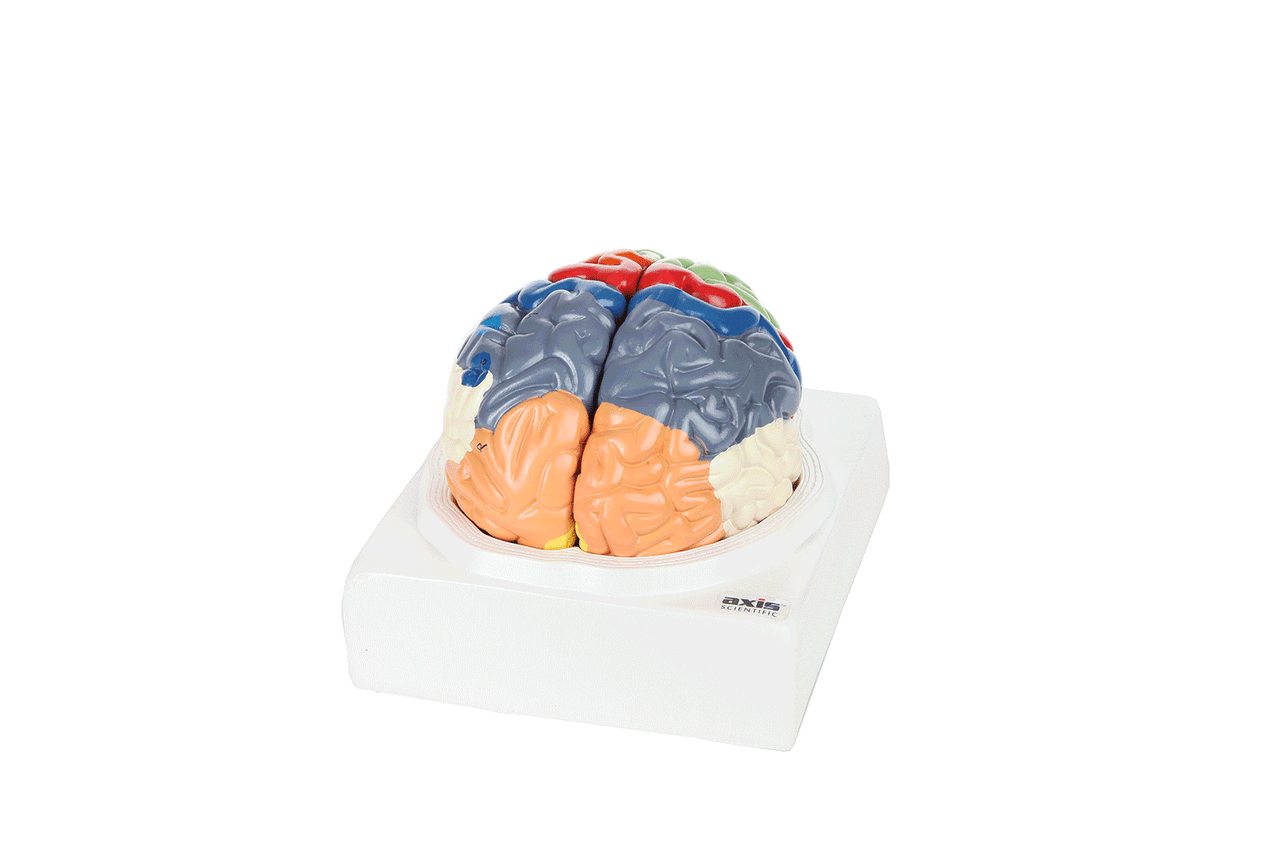 The Anatomy Lab-A-104278 Axis Scientific Life-Size Regional 2-Part Human Brain