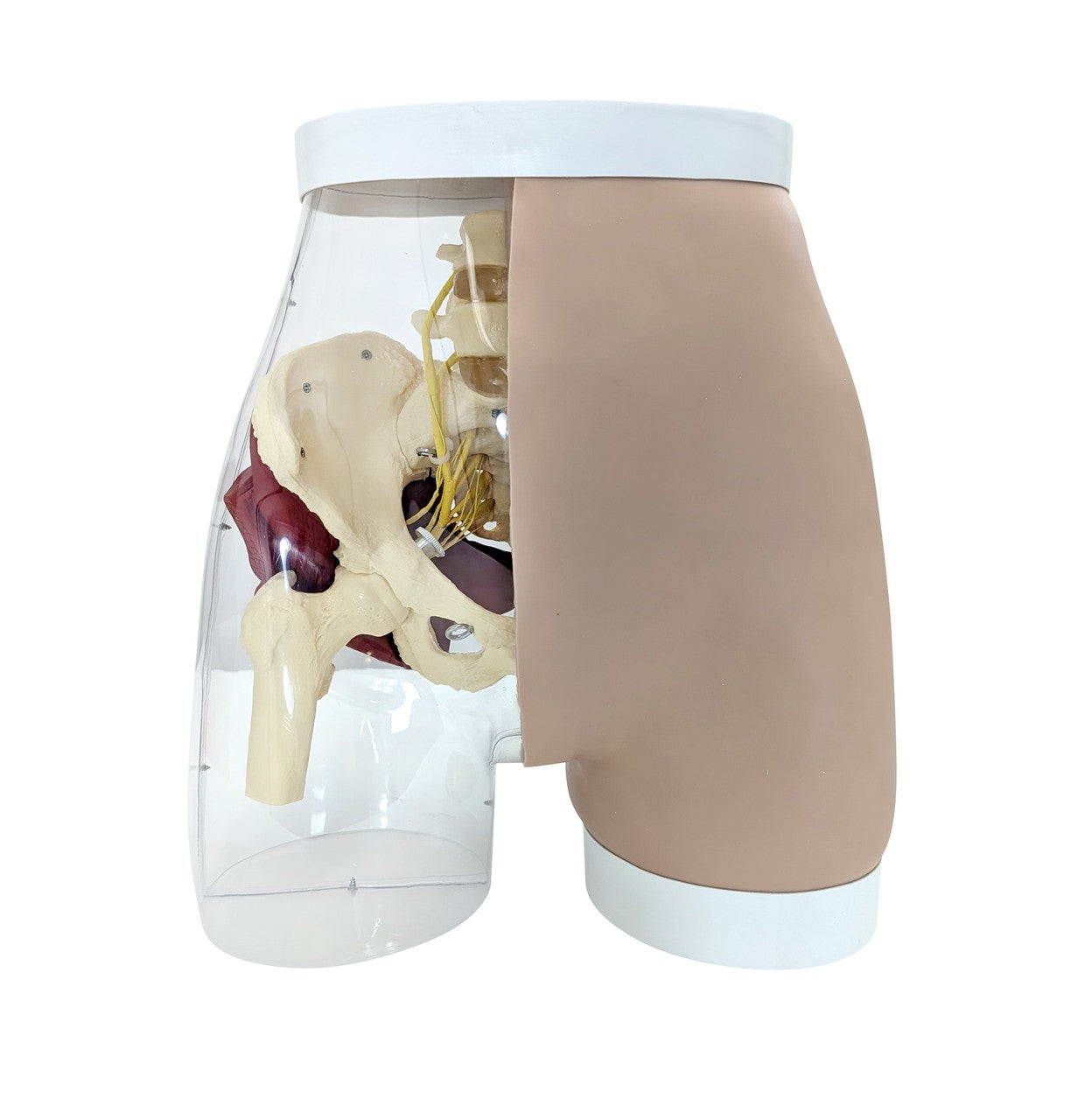 The Anatomy Lab-A-104413 Buttock Intramuscular Injection Model, 1/ea