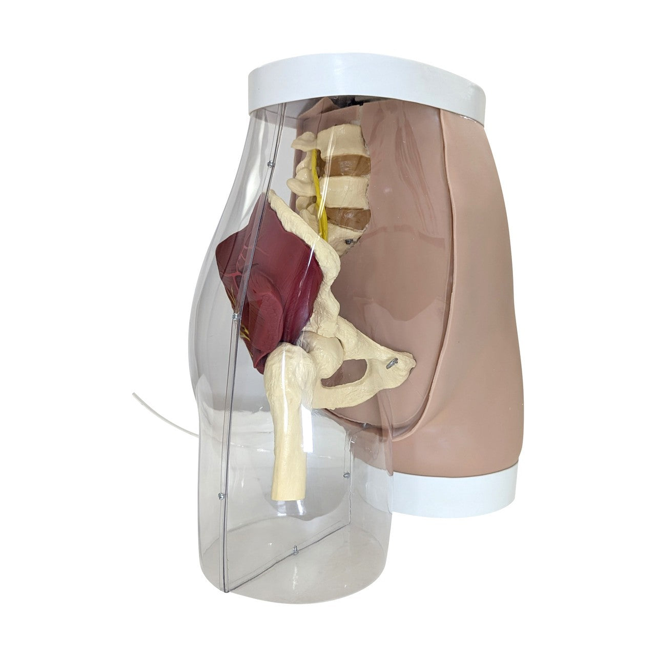 The Anatomy Lab-A-104413 Buttock Intramuscular Injection Model, 1/ea