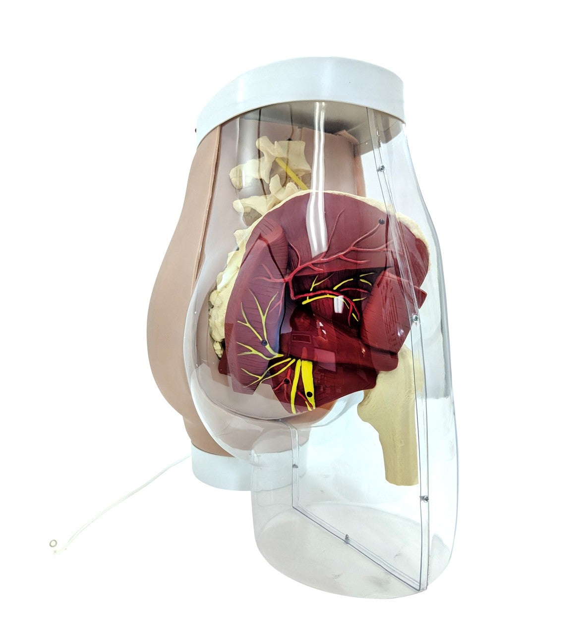 The Anatomy Lab-A-104413 Buttock Intramuscular Injection Model, 1/ea