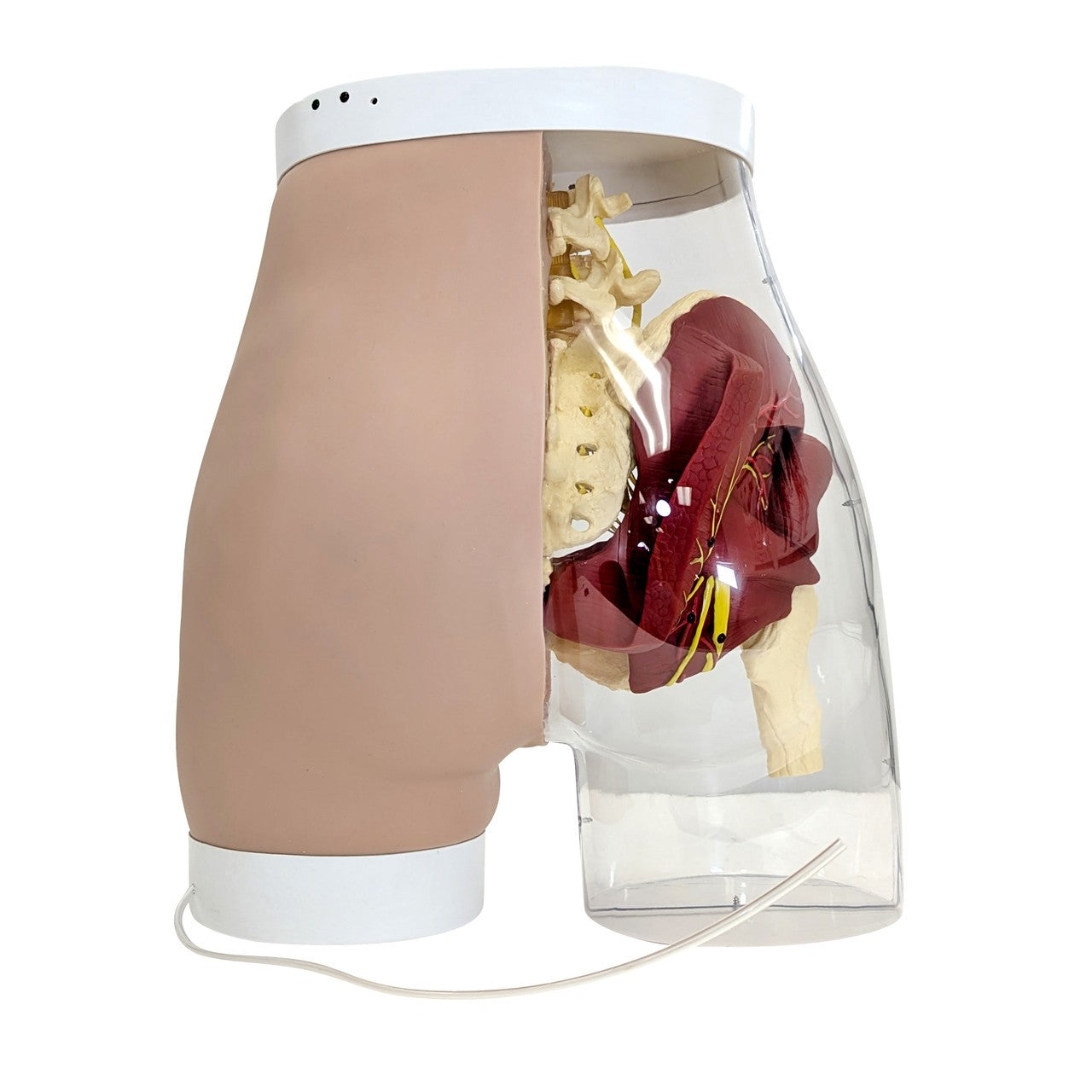 The Anatomy Lab-A-104413 Buttock Intramuscular Injection Model, 1/ea