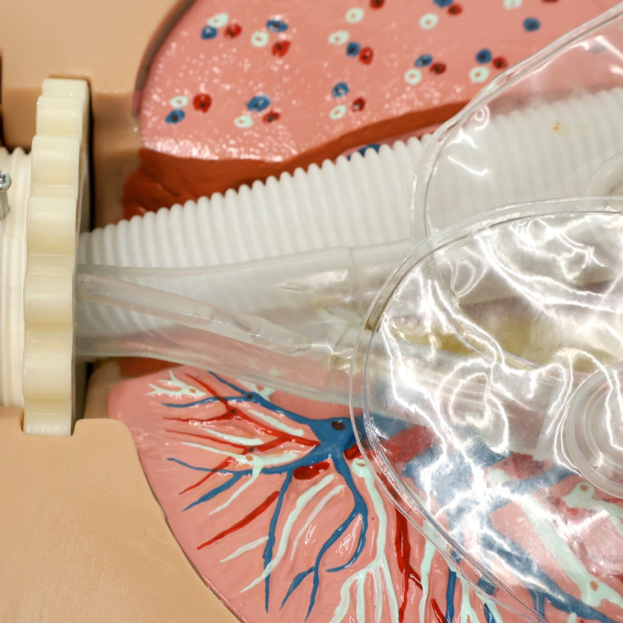 The Anatomy Lab-A-104423 NG Tube & Tracheal Care Simulator, 1/ea