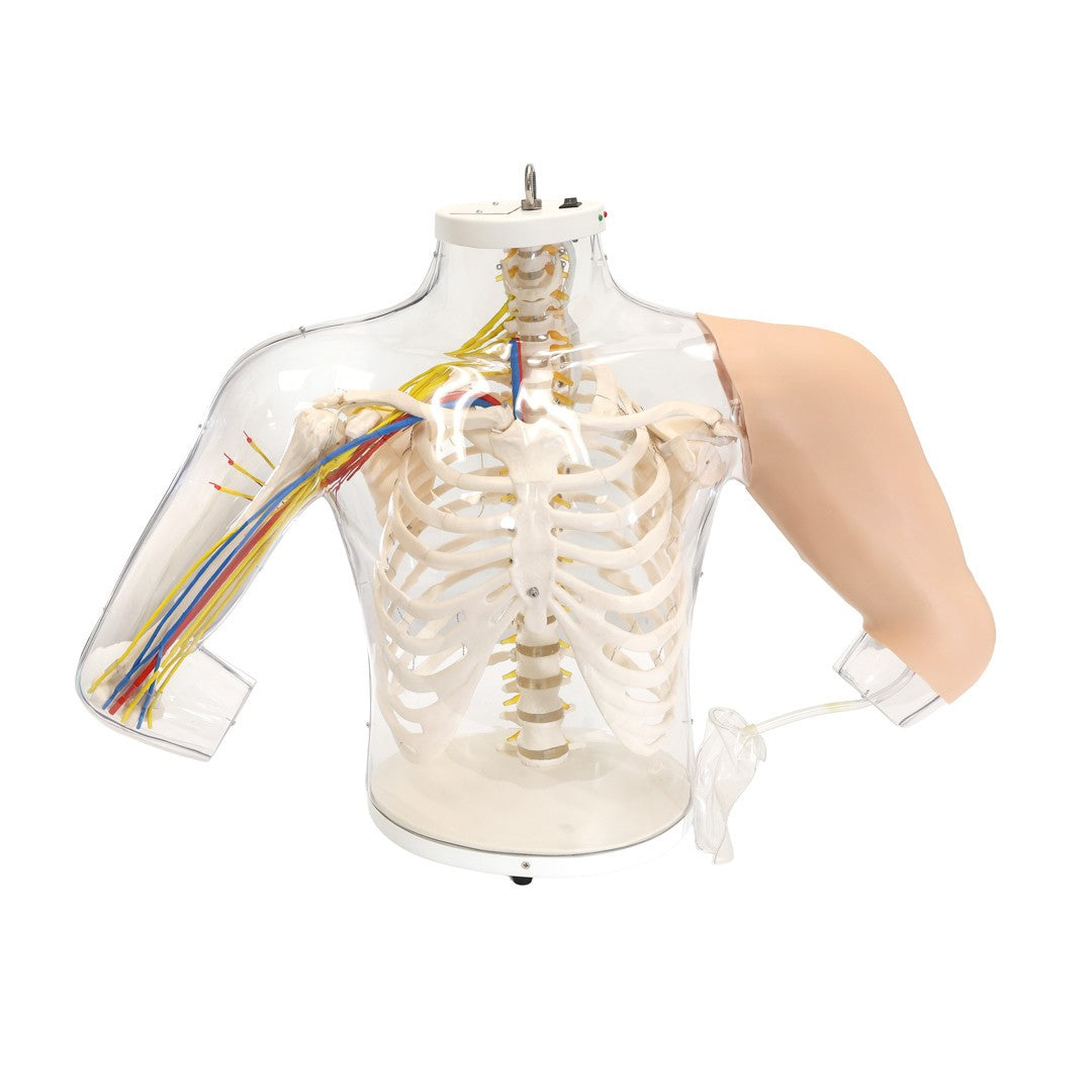 The Anatomy Lab-A-104449 Intramuscular Injection of Upper Arm Muscles