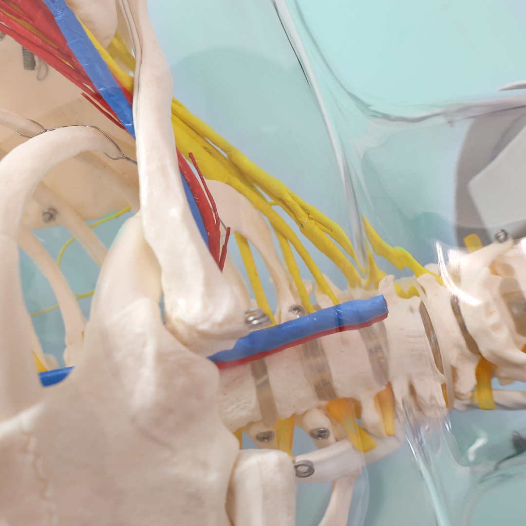The Anatomy Lab-A-104449 Intramuscular Injection of Upper Arm Muscles