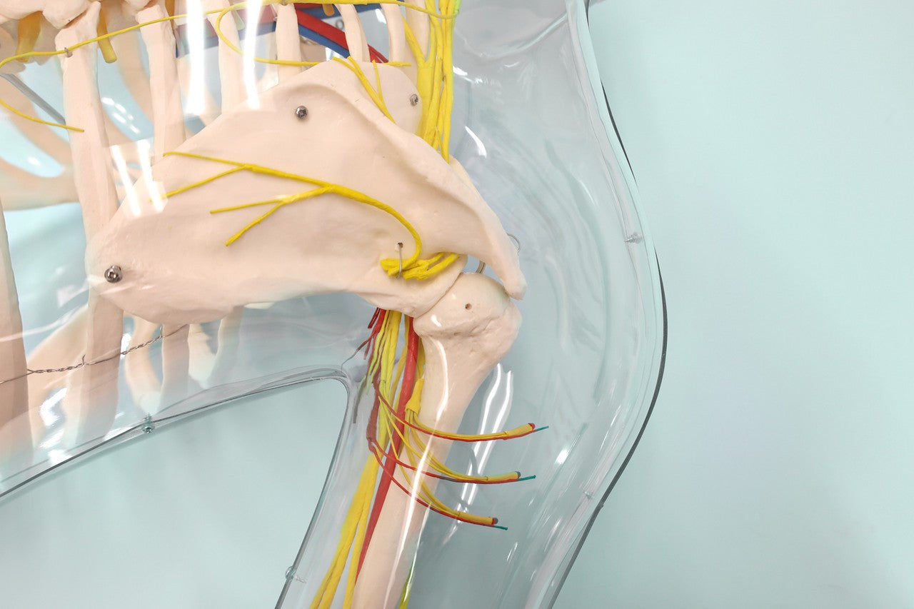 The Anatomy Lab-A-104449 Intramuscular Injection of Upper Arm Muscles