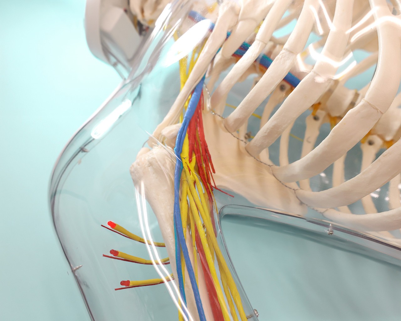 The Anatomy Lab-A-104449 Intramuscular Injection of Upper Arm Muscles