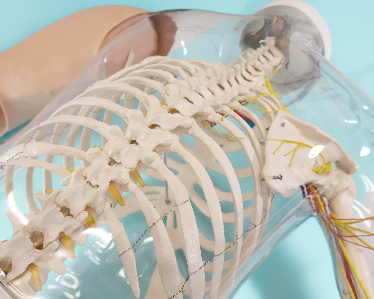 The Anatomy Lab-A-104449 Intramuscular Injection of Upper Arm Muscles