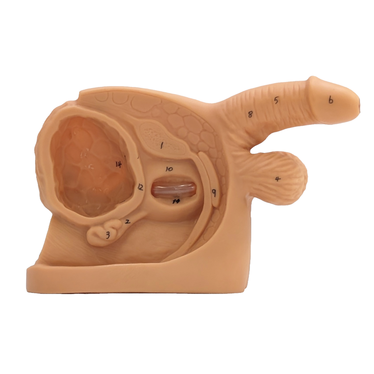 The Anatomy Lab-A-106360 Male Internal & External Genital Organ Model, 1/ea