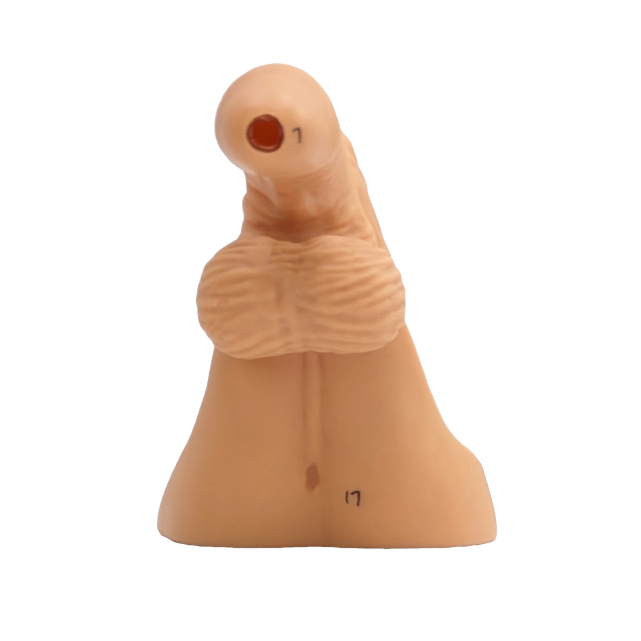 The Anatomy Lab-A-106360 Male Internal & External Genital Organ Model, 1/ea