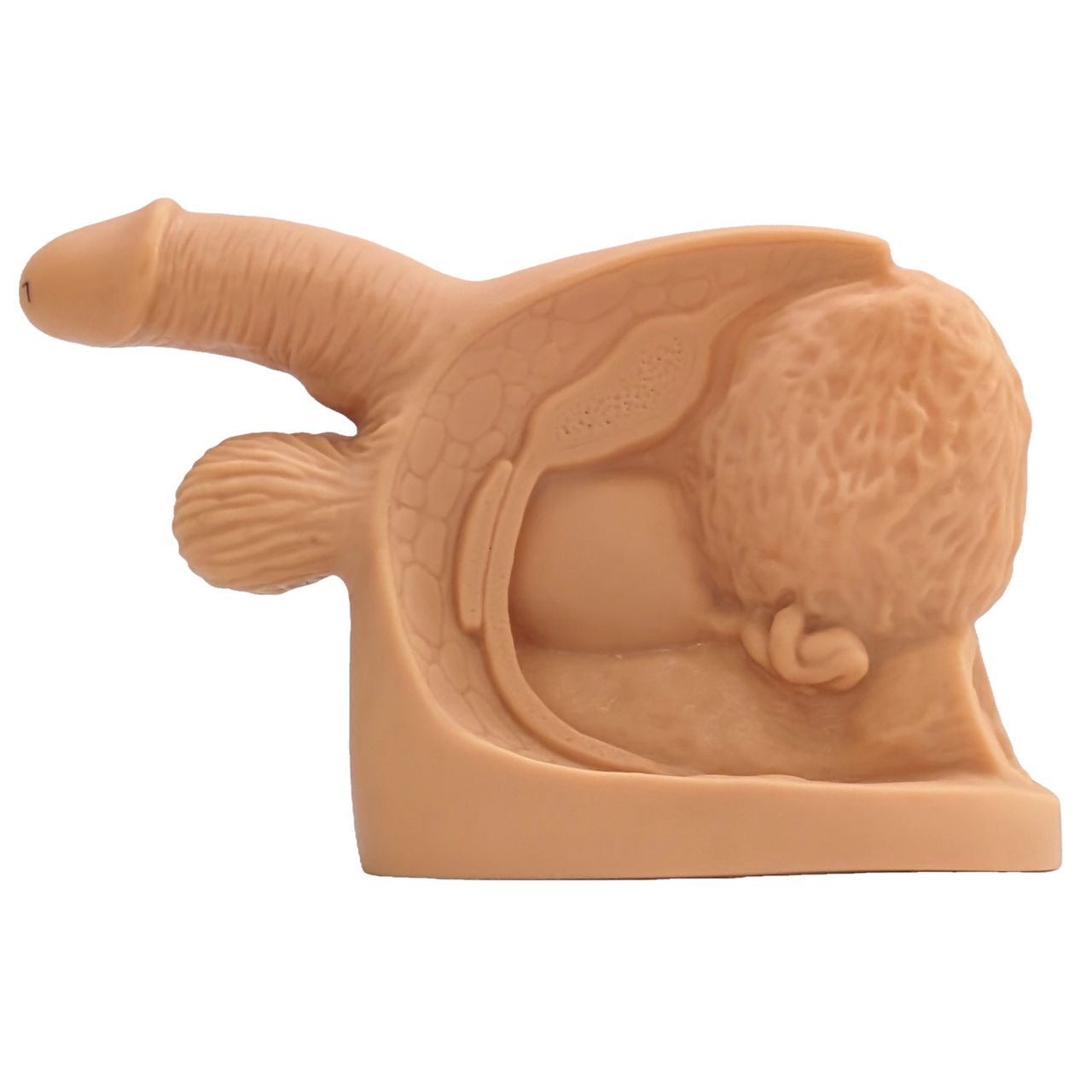 The Anatomy Lab-A-106360 Male Internal & External Genital Organ Model, 1/ea