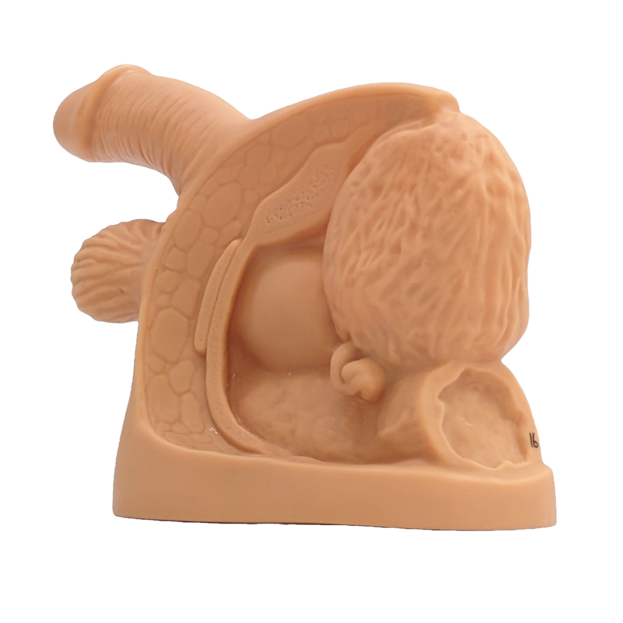 The Anatomy Lab-A-106360 Male Internal & External Genital Organ Model, 1/ea