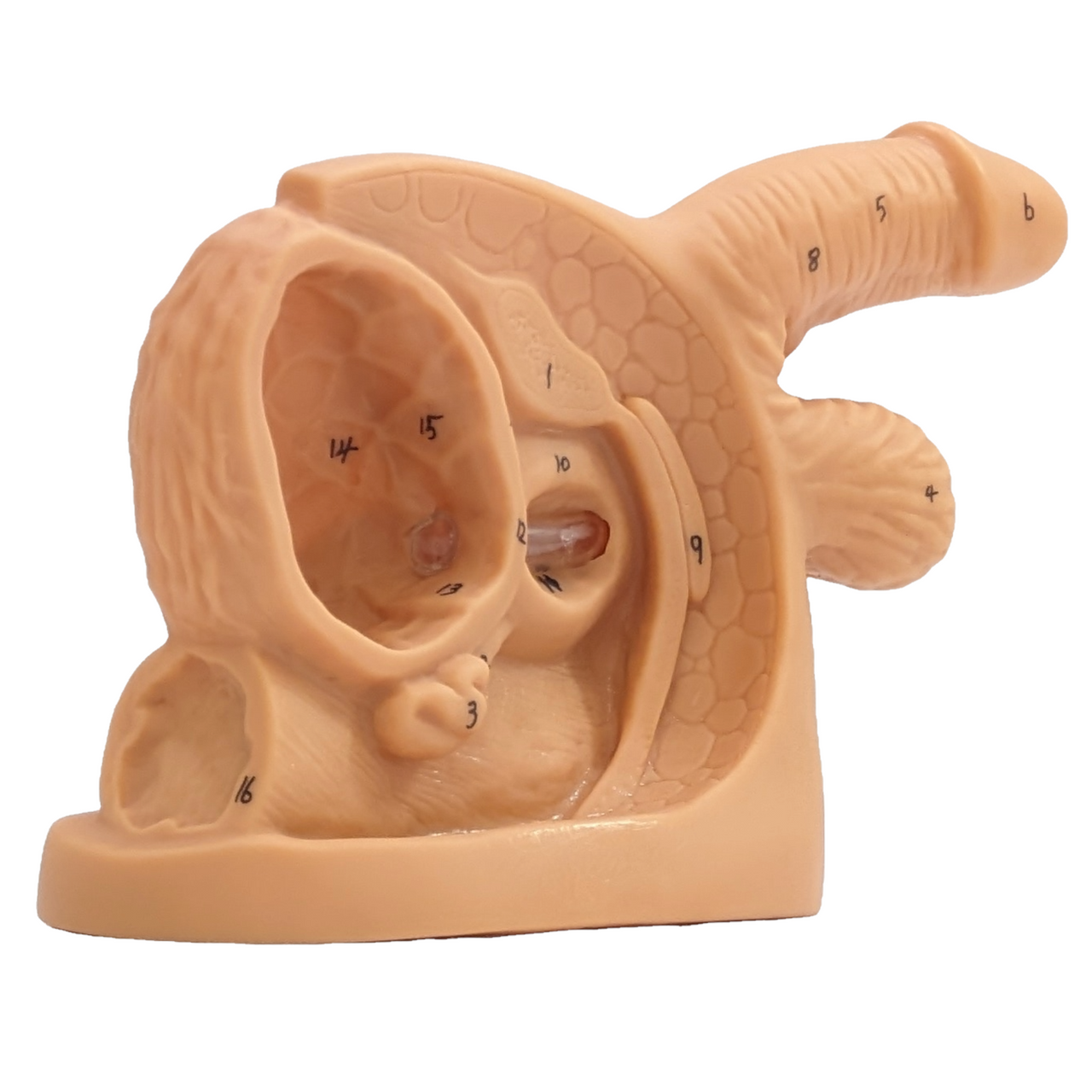 The Anatomy Lab-A-106360 Male Internal & External Genital Organ Model, 1/ea