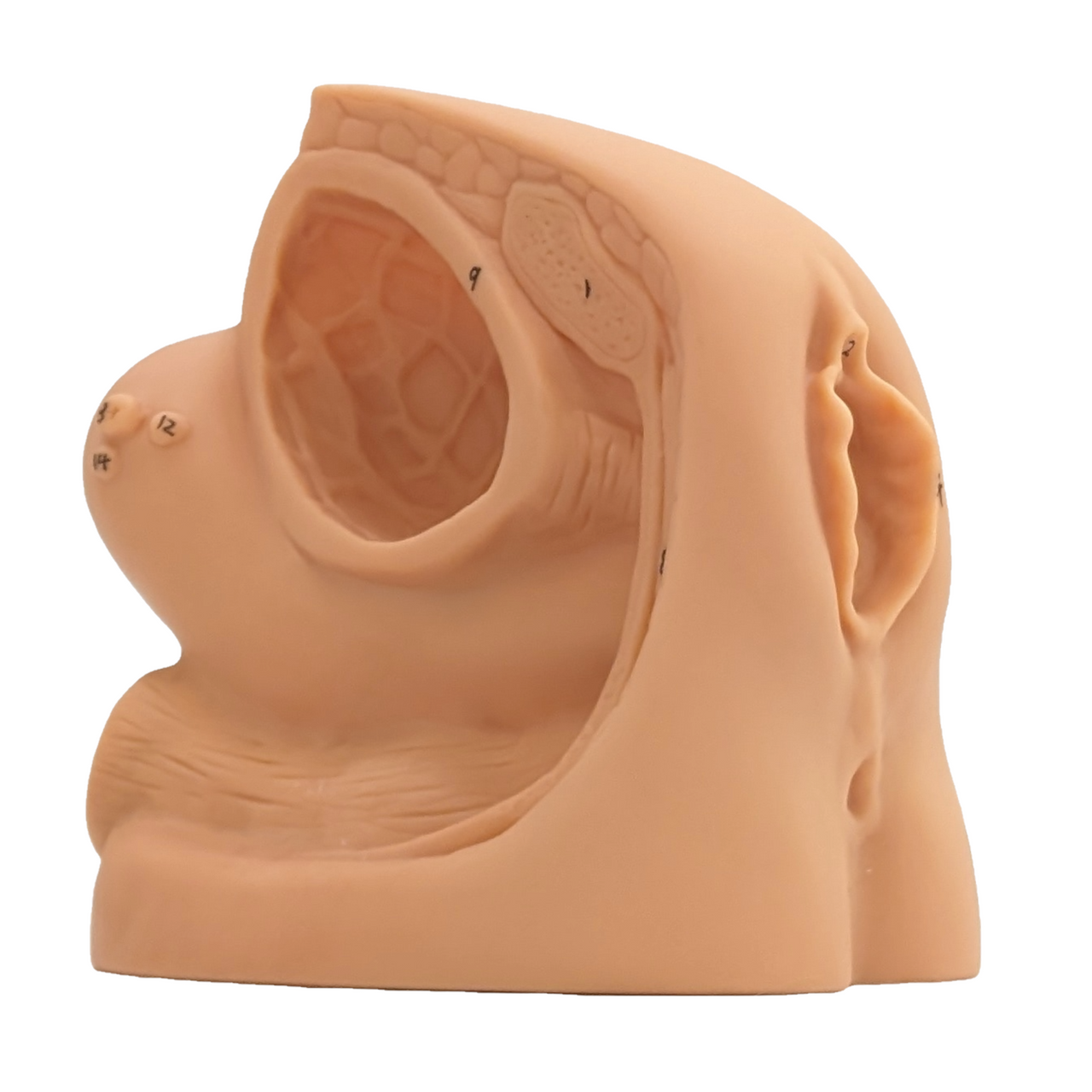 The Anatomy Lab-A-106361 Female Genital Organ Model, 1/ea