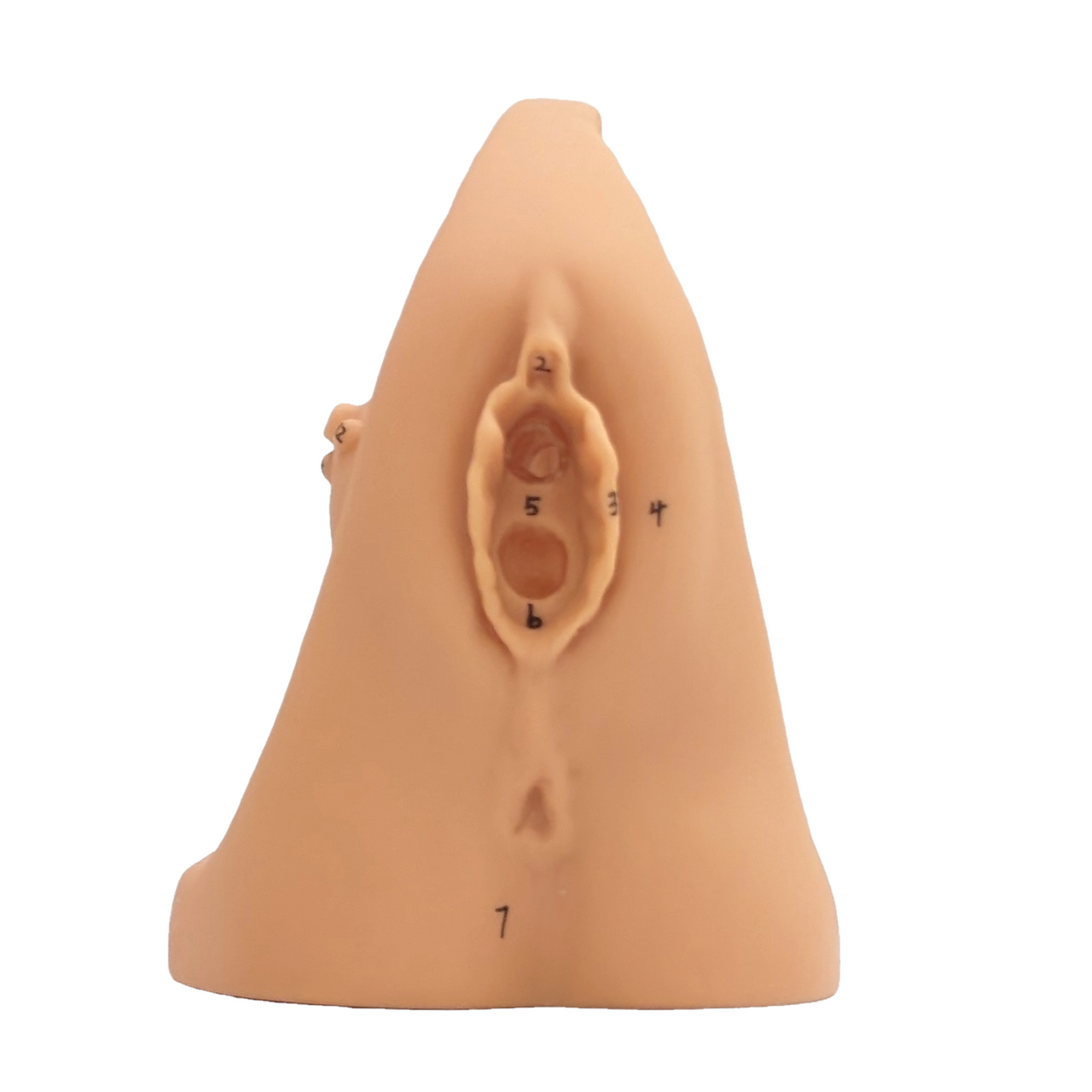 The Anatomy Lab-A-106361 Female Genital Organ Model, 1/ea