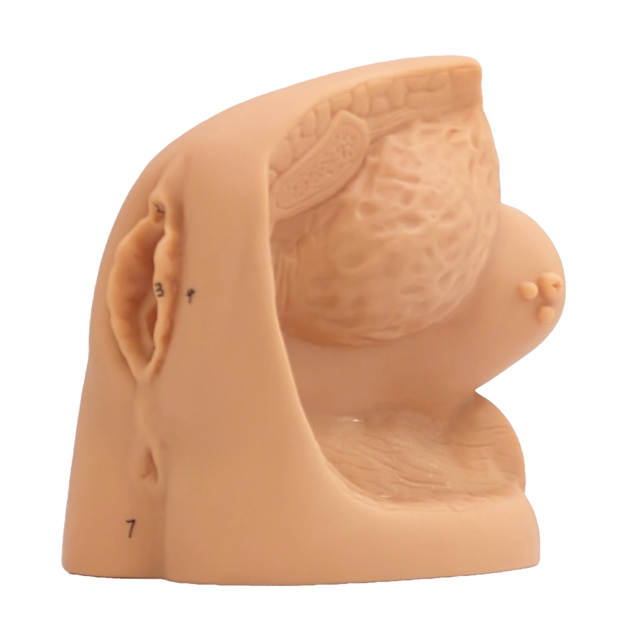 The Anatomy Lab-A-106361 Female Genital Organ Model, 1/ea