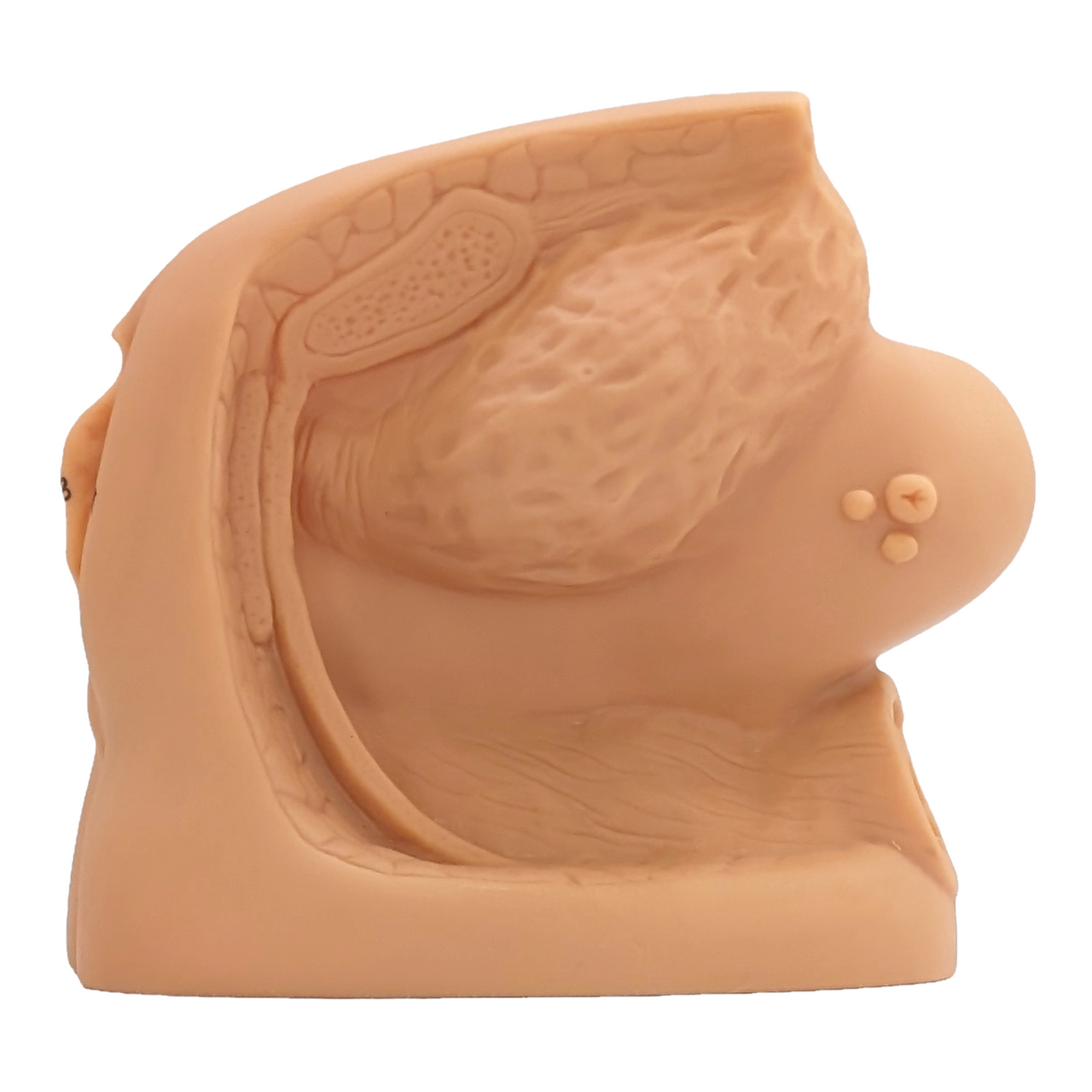 The Anatomy Lab-A-106361 Female Genital Organ Model, 1/ea