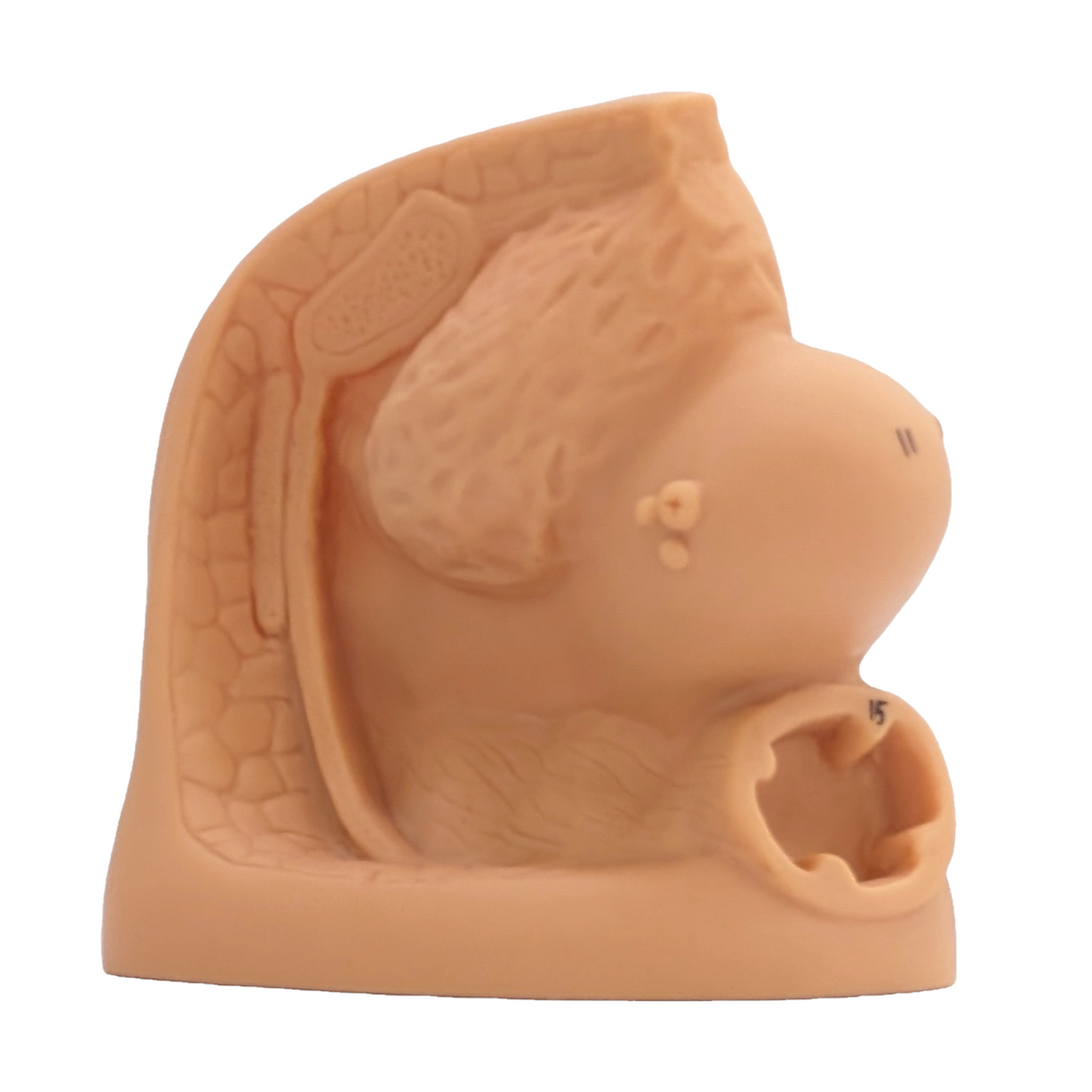 The Anatomy Lab-A-106361 Female Genital Organ Model, 1/ea