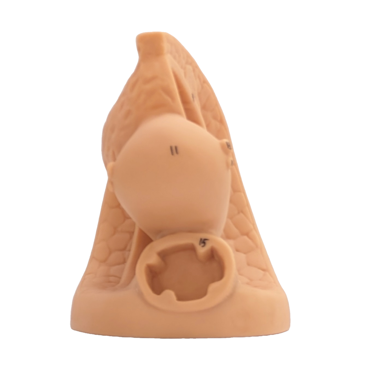 The Anatomy Lab-A-106361 Female Genital Organ Model, 1/ea