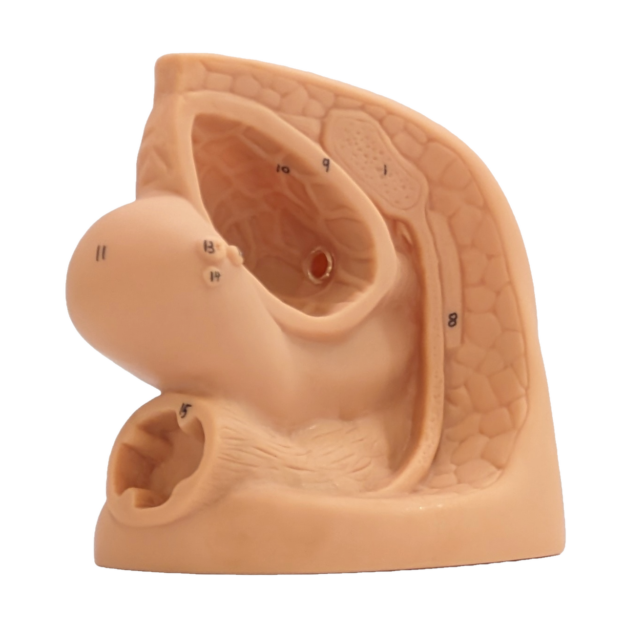 The Anatomy Lab-A-108837 Male and Female Genital Model Set, 1/Set