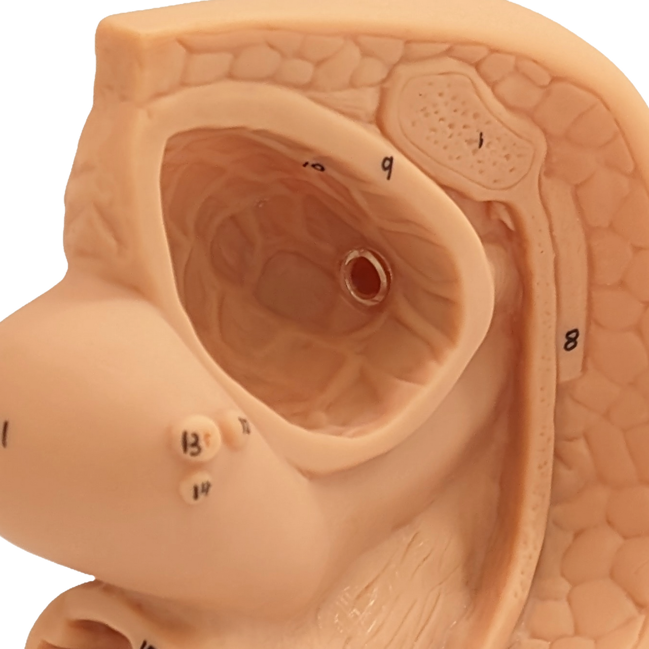 The Anatomy Lab-A-106361 Female Genital Organ Model, 1/ea