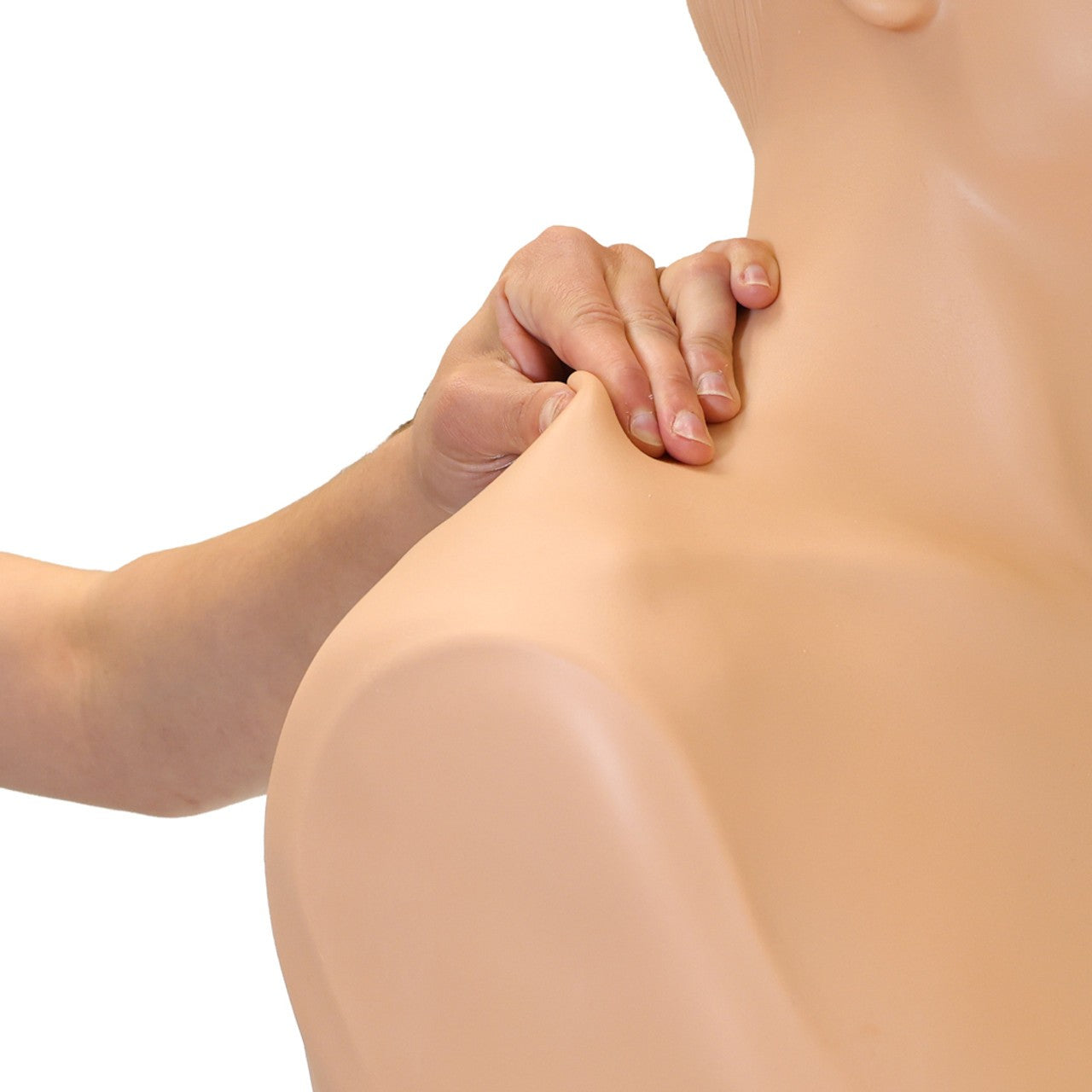 The Anatomy Lab-A-106776 Thyroid Gland Examination Simulator, 1/ea