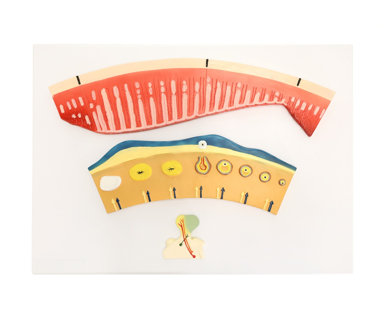 The Anatomy Lab-A-106809 Menstrual Cycle Demonstration Model, 1/ea