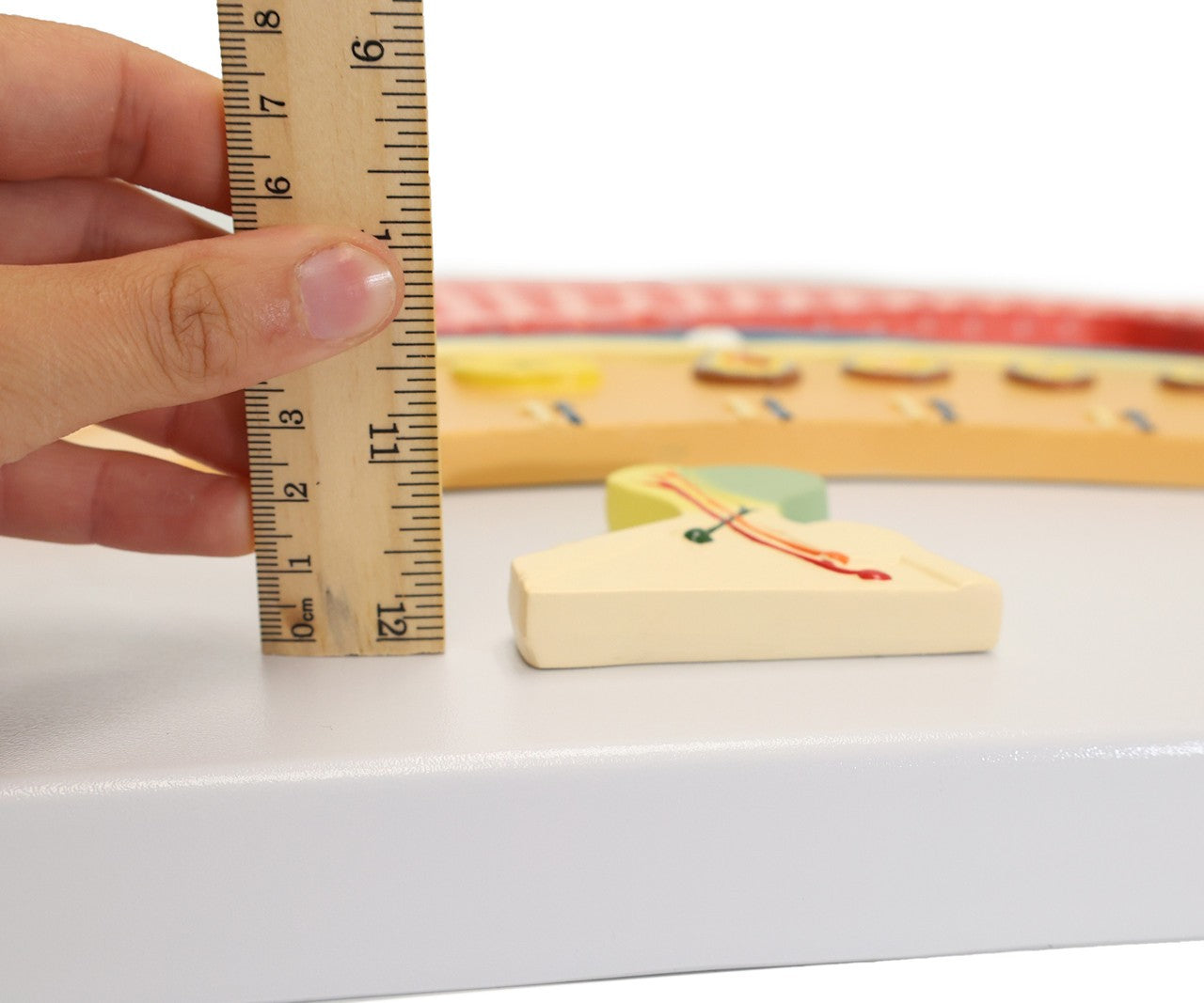 The Anatomy Lab-A-106809 Menstrual Cycle Demonstration Model, 1/ea