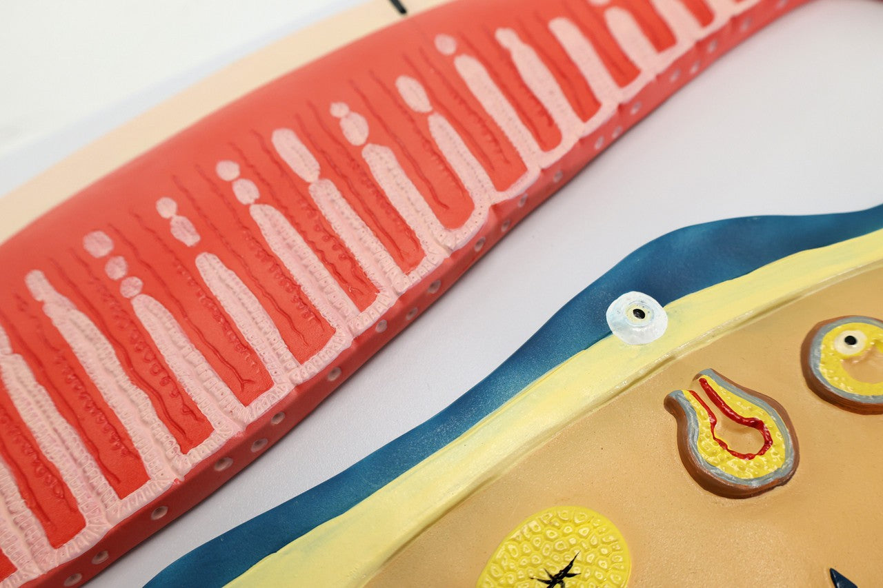 The Anatomy Lab-A-106809 Menstrual Cycle Demonstration Model, 1/ea