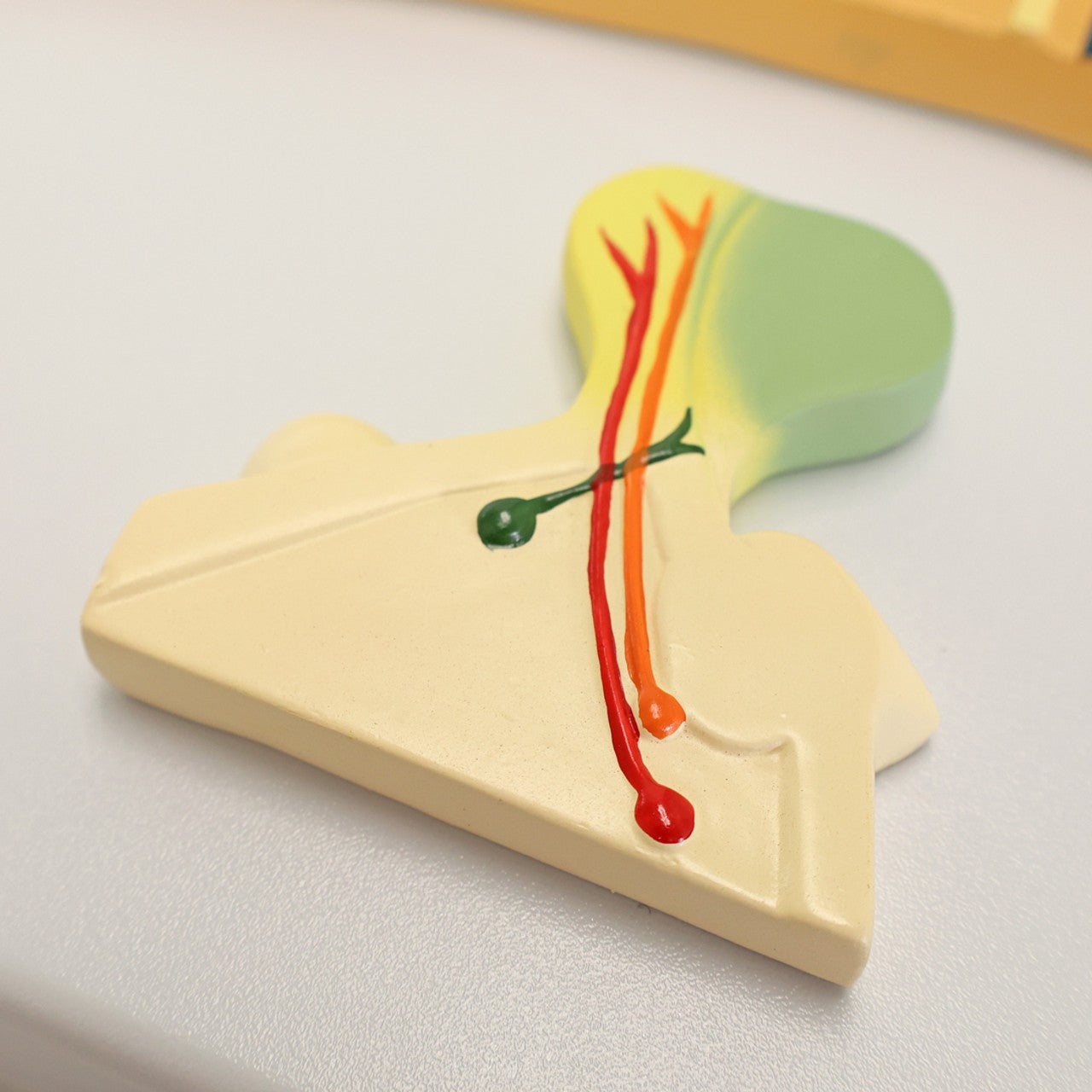 The Anatomy Lab-A-106809 Menstrual Cycle Demonstration Model, 1/ea