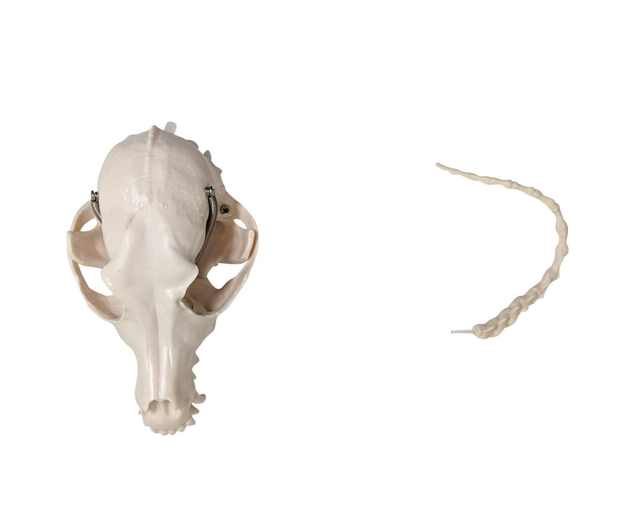 Anatomy Lab Canine & Feline Skeleton