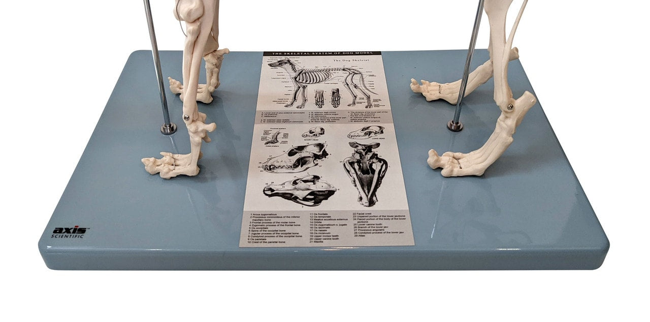 Anatomy Lab Canine & Feline Skeleton