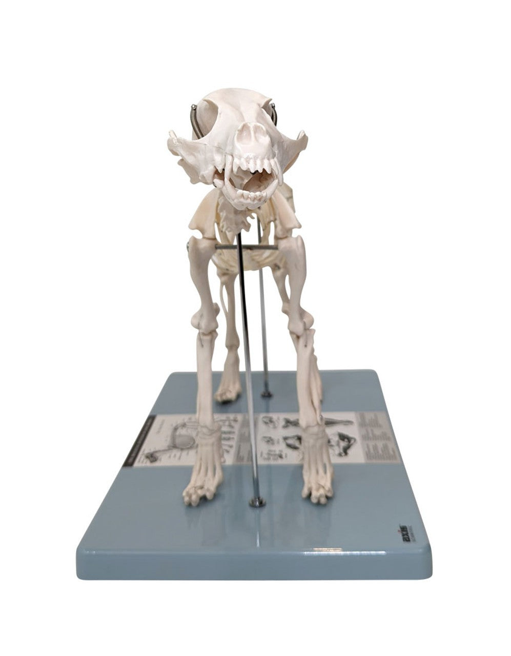 Anatomy Lab Canine & Feline Skeleton