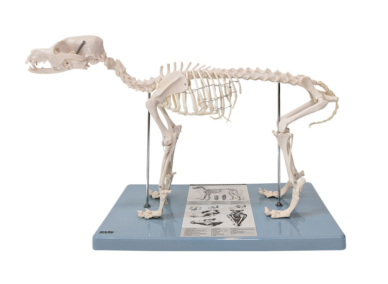 Anatomy Lab Canine & Feline Skeleton
