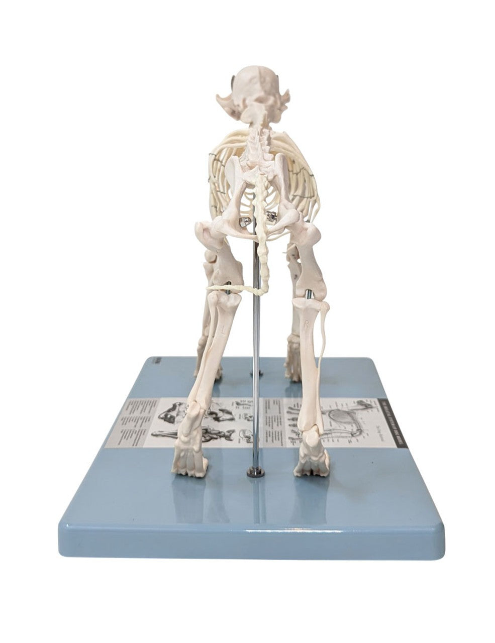 Anatomy Lab Canine & Feline Skeleton