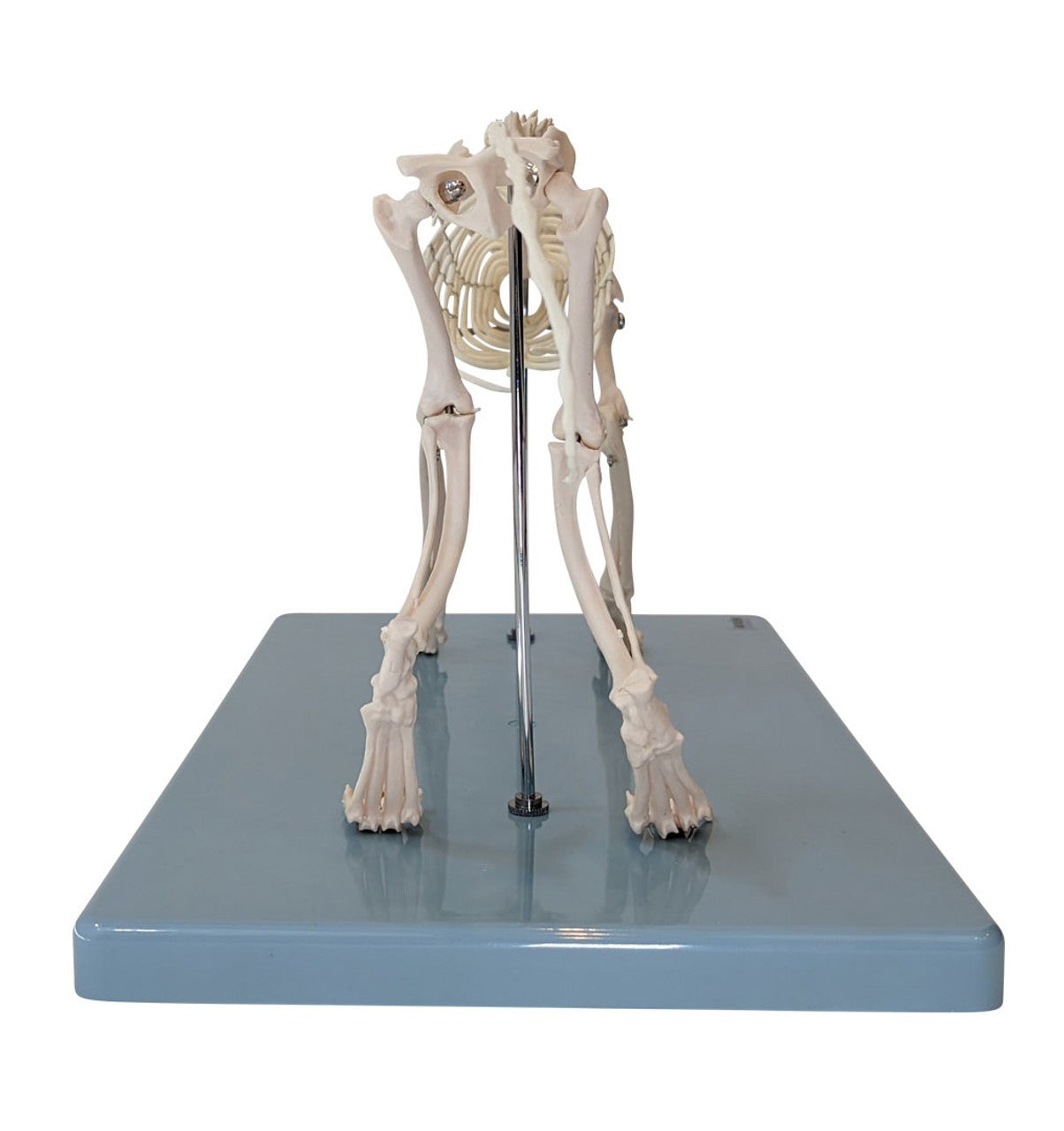Anatomy Lab Canine & Feline Skeleton