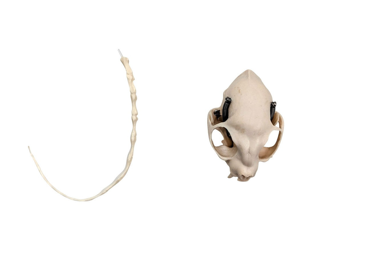 Anatomy Lab Canine & Feline Skeleton