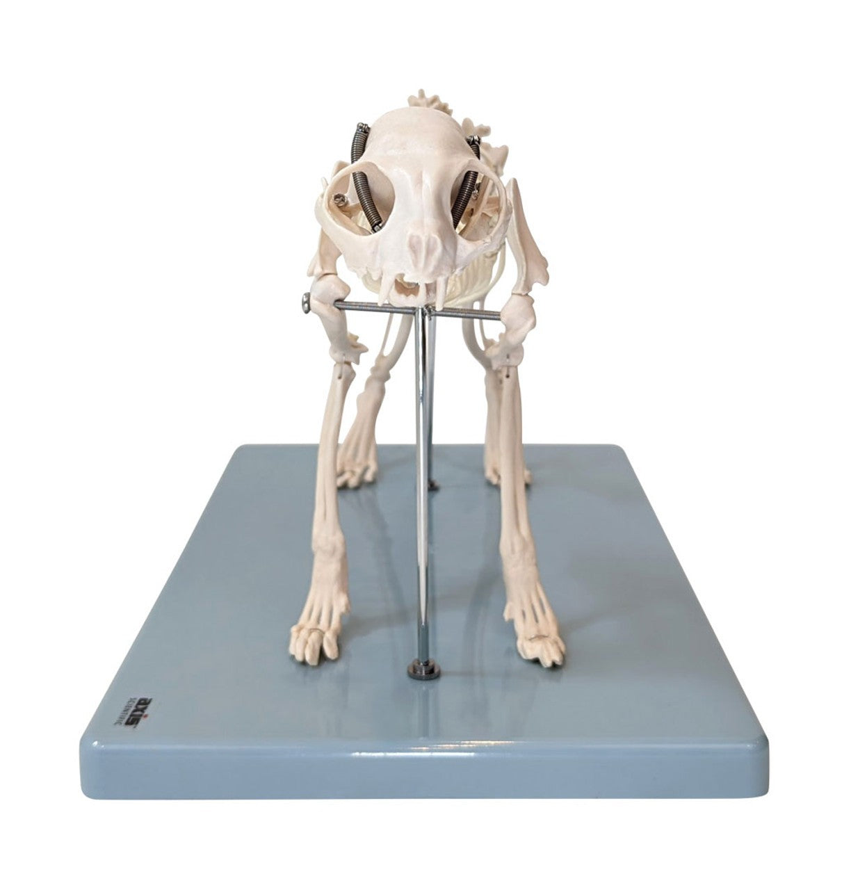 Anatomy Lab Canine & Feline Skeleton