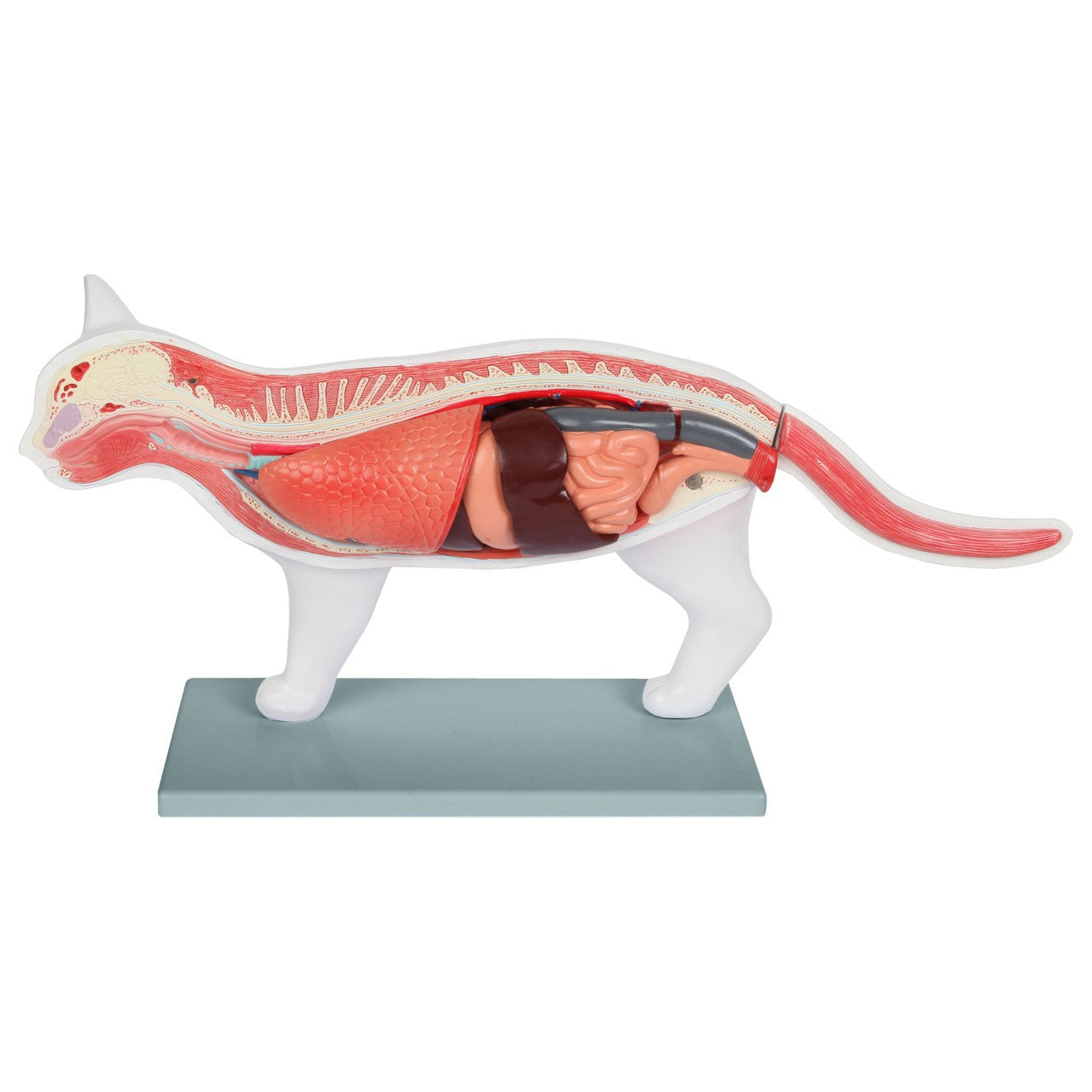 Anatomy Lab Animals Model