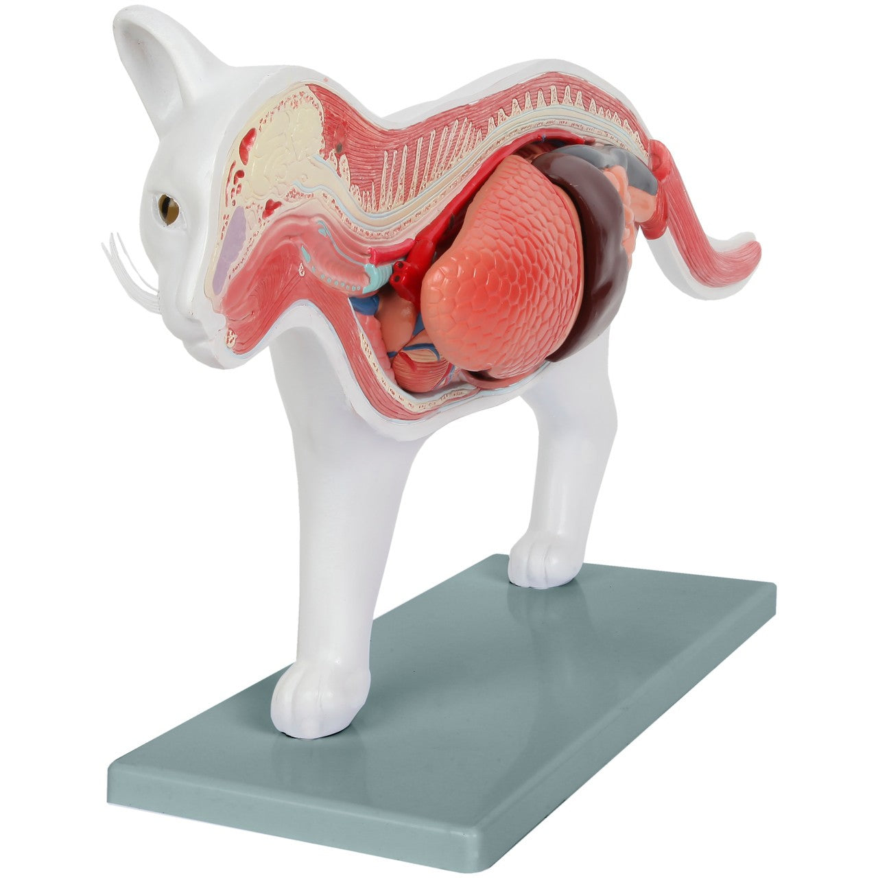 Anatomy Lab Animals Model