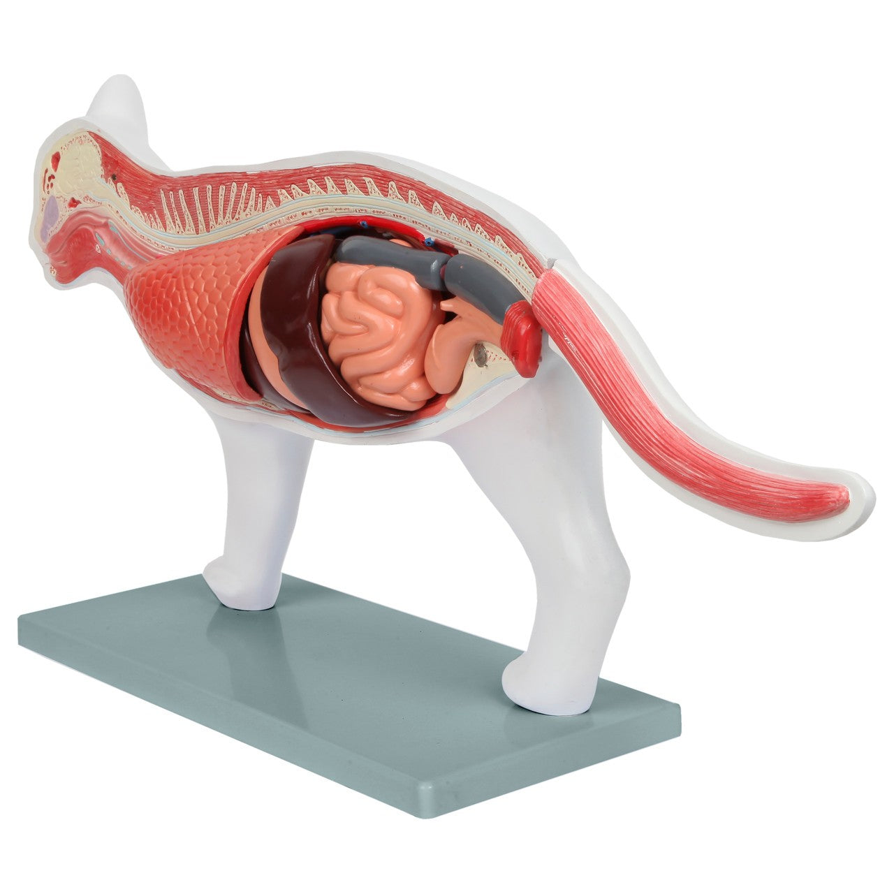 Anatomy Lab Animals Model