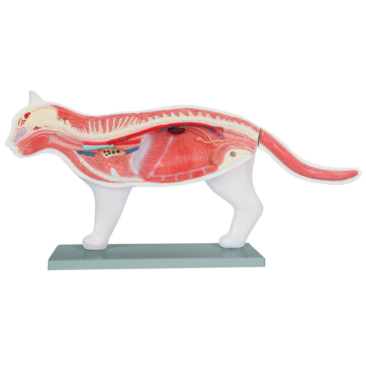 Anatomy Lab Animals Model