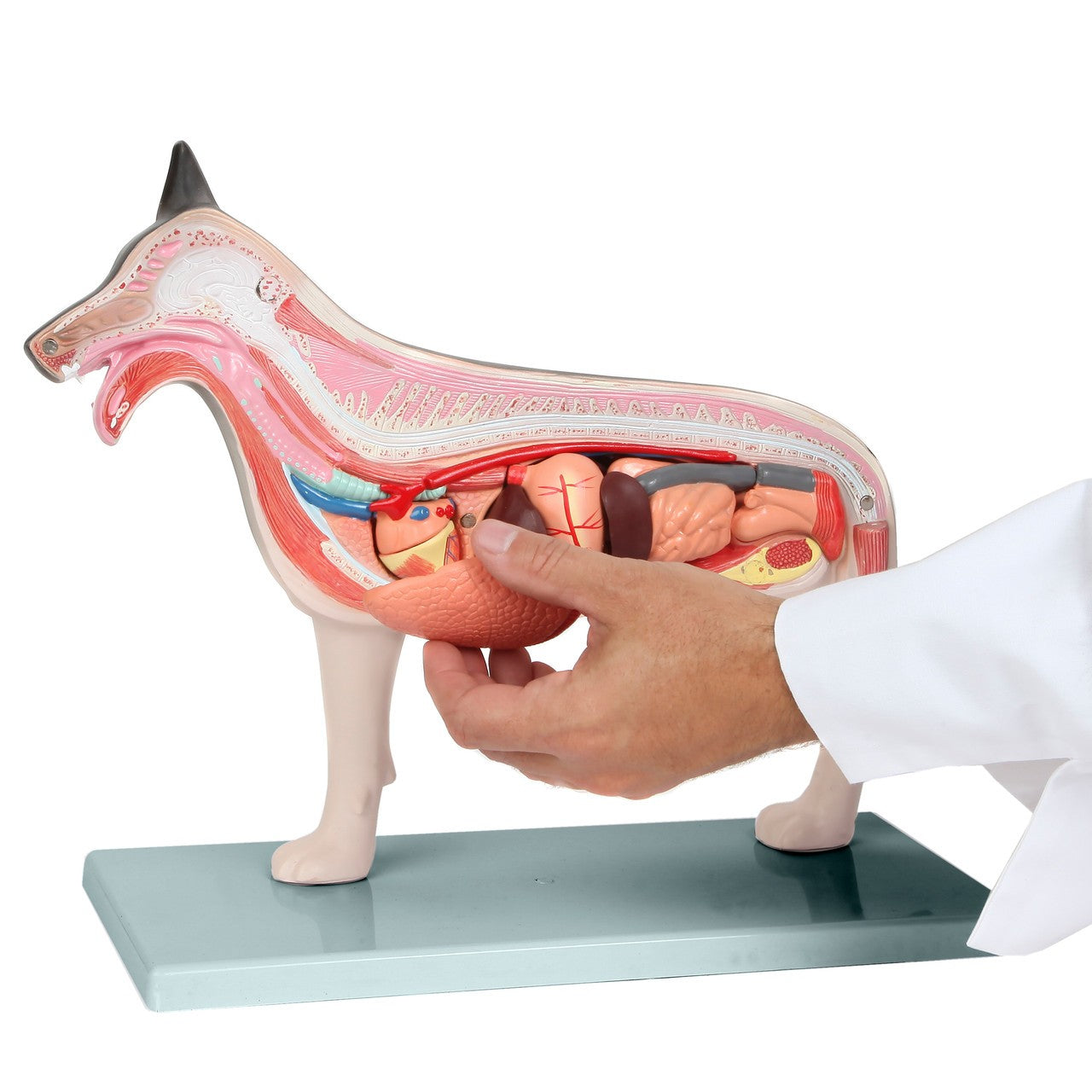 Anatomy Lab Animals Model
