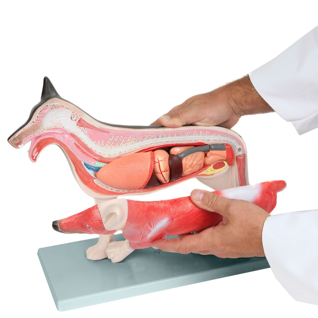 Anatomy Lab Animals Model