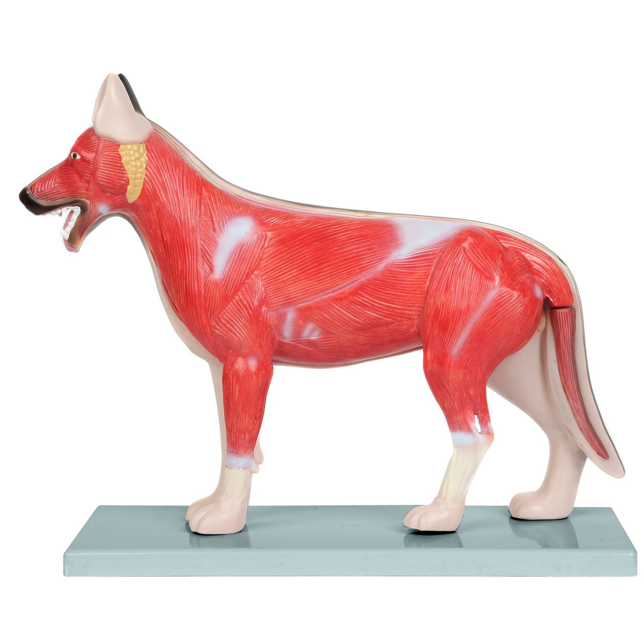 Anatomy Lab Animals Model