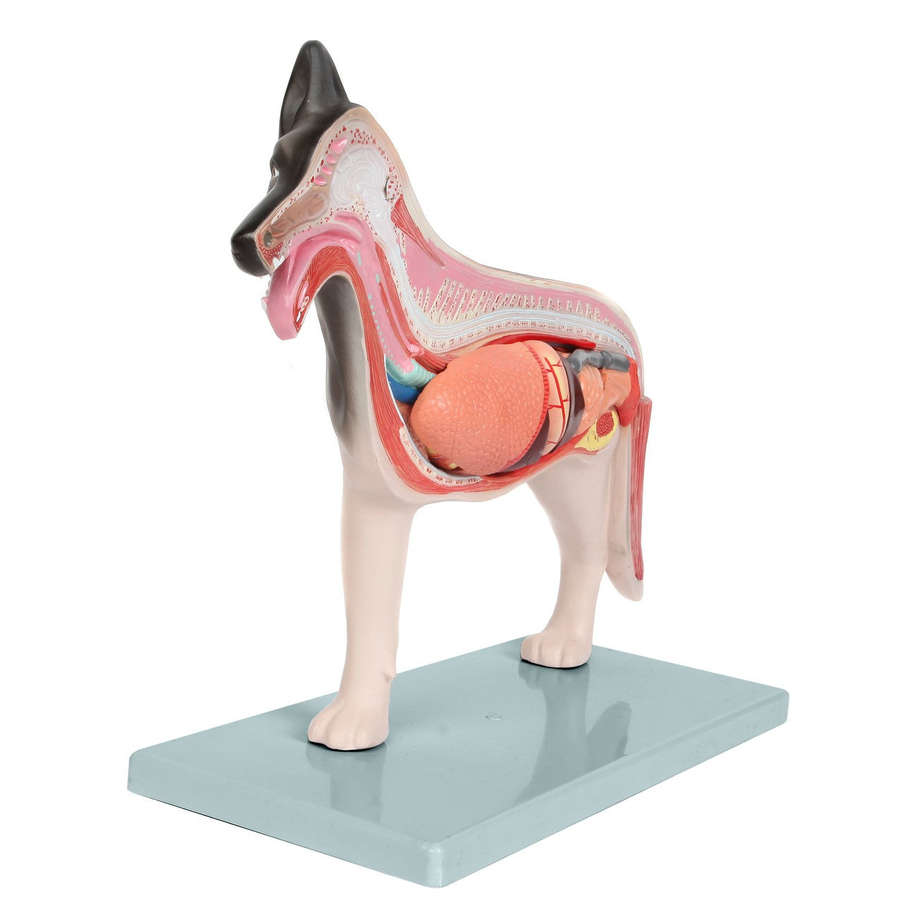 Anatomy Lab Animals Model
