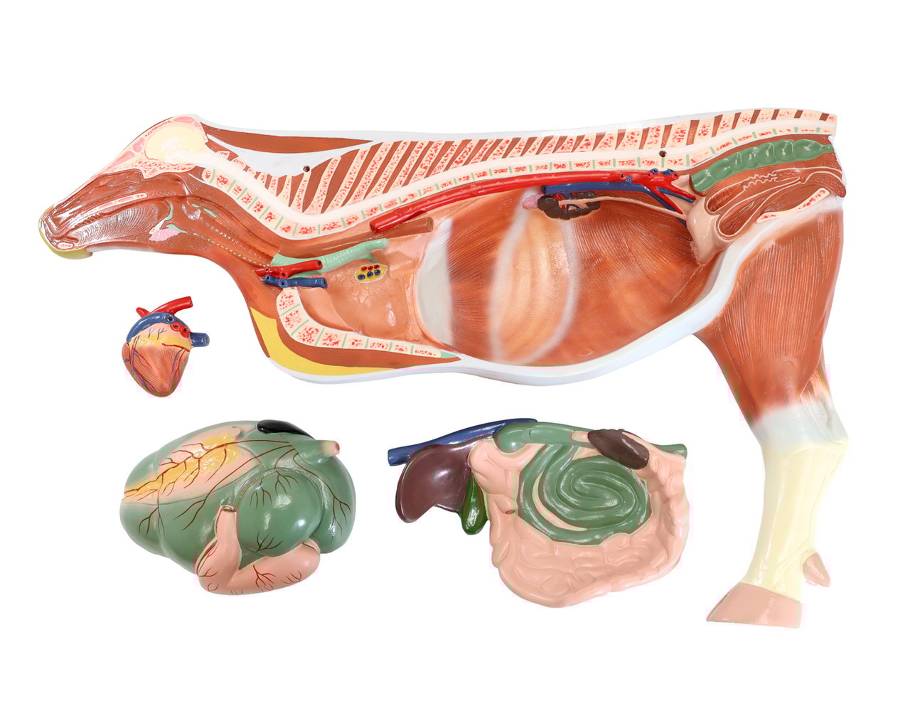 Anatomy Lab Animals Model
