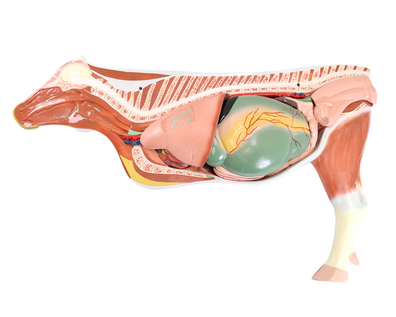 Anatomy Lab Animals Model